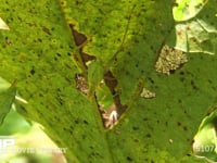 カンタン 葉裏に隠れる