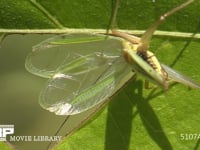 カンタン クズの葉上で鳴く