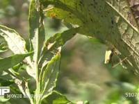 カンタン 葉裏で鳴きやむ→鳴く