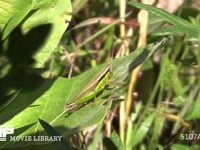 コバネイナゴ 