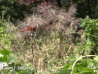 ナツアカネ ♂ 秋　全身が赤くなる