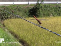 アキアカネ　♂ 電柵線に止まる