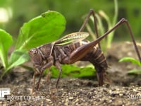 キリギリス　産卵 ２倍速