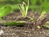 キリギリス　産卵管を掃除する 