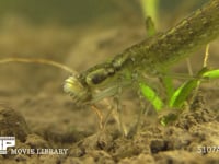 ギンヤンマ　やご ウスバキトンボのヤゴを食う