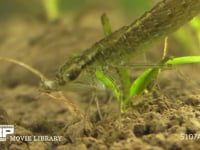 ギンヤンマ　やご ウスバキトンボのヤゴを食う