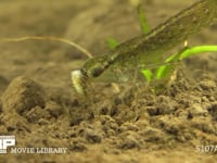 ギンヤンマ　やご ウスバキトンボのヤゴを食う