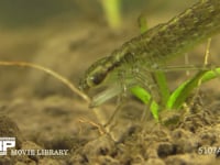 ギンヤンマ　やご 食後に口器を掃除する