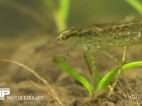 ギンヤンマ　やご 食後に口器を掃除する