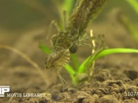 ギンヤンマ　やご ウスバキトンボのヤゴを食う