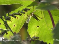 カンタン 葉裏で鳴き続ける