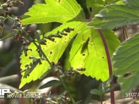 カンタン 葉裏に隠れる