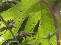 カンタン 葉裏に隠れる