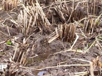 アキアカネ　打泥産卵 稲刈り後の水田の水たまりで産卵する