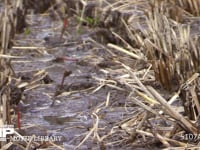 アキアカネ　連結打泥産卵 稲刈り後の水田の水たまりで産卵する
