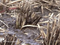 アキアカネ　連結打泥産卵 稲刈り後の水田の水たまりで産卵する