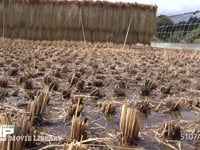 アキアカネ　産卵集団 稲刈り後の水田の水たまりで産卵する