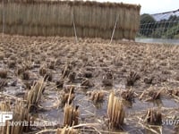 アキアカネ　産卵集団 稲刈り後の水田の水たまりで産卵する