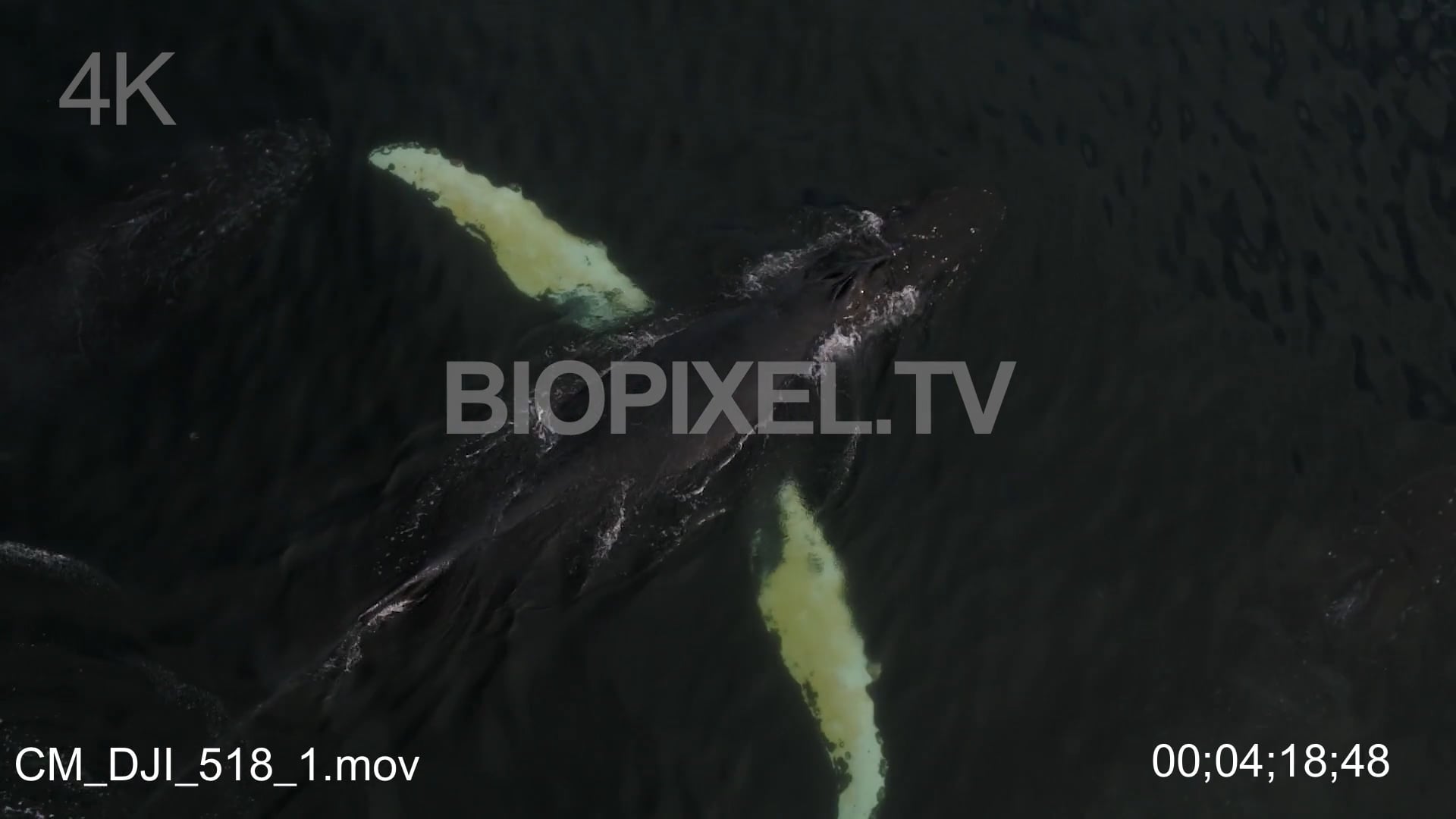 4K Whales Humpback Whale Aerial Humpback Whale Pod Alaska 4K On Vimeo