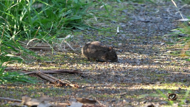 Swamp Rat (Rattus luteolus, Muridae: Rats and Mice) Mornington peninsula, Vic., Australia