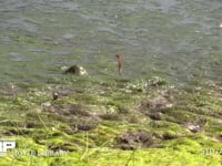 アキアカネ　産卵 溜め池の湿地に産卵　連結打泥産卵