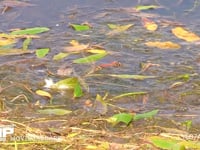 アキアカネ　産卵 溜め池の湿地に産卵　連結打泥産卵