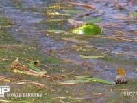 アキアカネ　産卵 溜め池の湿地に産卵　連結打泥産卵