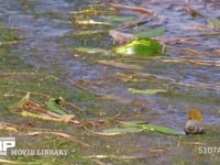 アキアカネ　産卵 溜め池の湿地に産卵　連結打泥産卵