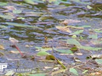 アキアカネ　産卵 溜め池の湿地に産卵　連結打泥産卵