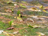 アキアカネ　産卵 溜め池の湿地に産卵　連結打泥産卵