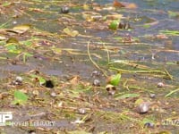 アキアカネ　産卵 溜め池の湿地に産卵　連結打泥産卵