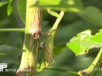 ハラビロカマキリ幼虫 