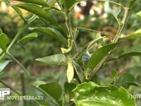 ハラビロカマキリ幼虫 