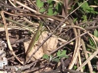 オオカマキリ♂ 枯れ草の中を歩く