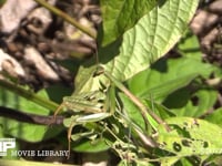 オオカマキリ♂ 草むらで獲物を待つ