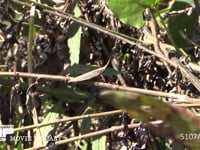 オンブバッタ　♀ 褐色型　枯れ草の中