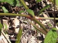 オオカマキリ♂ 草陰で獲物を待つ