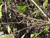 オンブバッタ　♀ 枯れ草中の褐色型　保護色