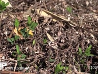 オンブバッタ　♀ 枯れ草中の褐色型　保護色