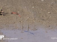 アキアカネ　連結打泥産卵 河原の水たまりに産卵する