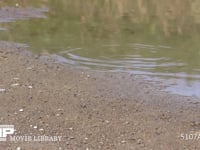 アキアカネ　連結打泥産卵 河原の水たまりに産卵する