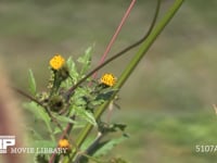 モンシロチョウ　訪花吸蜜 アメリカセンダングサの花