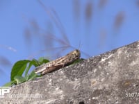 トノサマバッタ　♀ 日光浴→飛びたつ