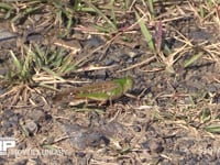 トノサマバッタ　♀ 緑色型　路上の日光浴→飛びたつ