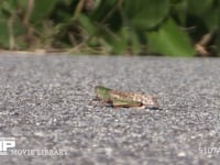 トノサマバッタ　♀ 緑色型　路上の日光浴