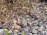 トノサマバッタ　褐色型　♂ 枯れ草中から石ころ道に歩き出る