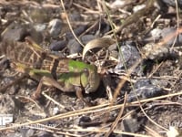 トノサマバッタ　緑色型　♂ 食べ物を求めて草むらを歩く