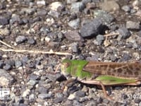 トノサマバッタ　緑色型　♂ 日光浴　♀を探して移動