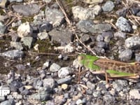 トノサマバッタ　緑色型　♂ 日光浴　♀を探して移動