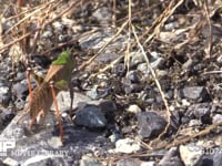 トノサマバッタ　緑色型　♂ 日光浴　♀を探して跳ねながら移動